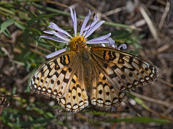 Speyeria zerene  ZERENE FRITILLARY 3024844
