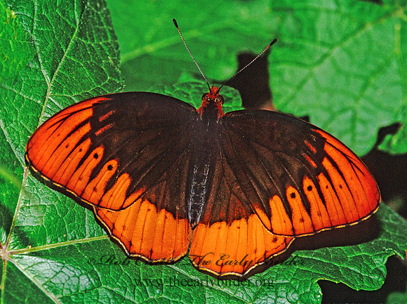 Speyeria diana - Diane Fritillary 171104