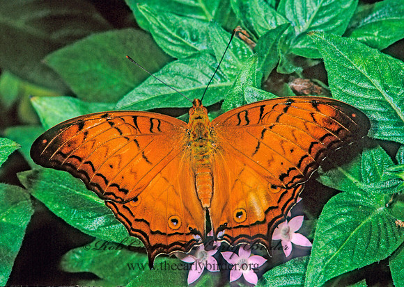 Vindula dejone - Cruiser 268719