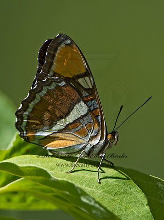 Adelpha californica  CALIFORNIA SISTER9058771