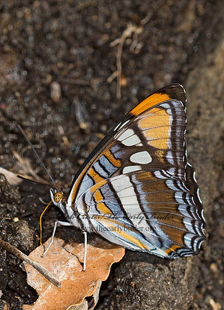Adelpha bredowii eulalia - Arizona Sister 6026202