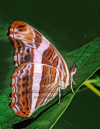Adelpha bredowii - Mexican Sister 268513