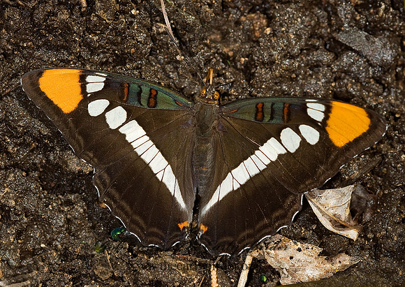Adelpha bredowii eulalia - Arizona Sister 6026209