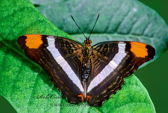 Adelpha bredowii - Mexican Sister 268523