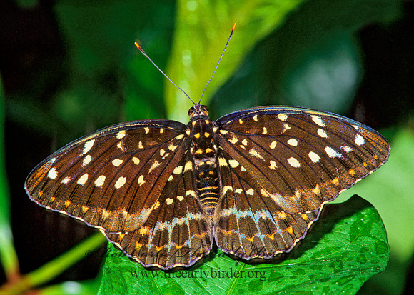 Lexias pardalis dirtea - Archduke 266606