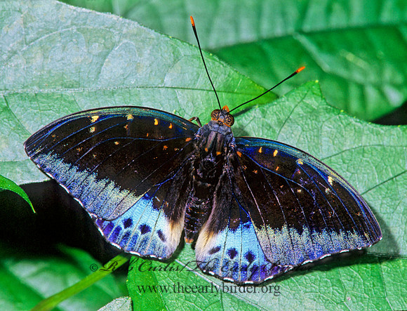 Lexias pardalis dirtea - Archduke 266609