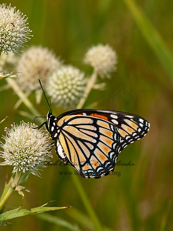Limenitis archippus - Viceroy 3003186