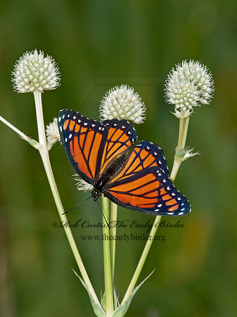 Limenitis archippus - Viceroy 3003188