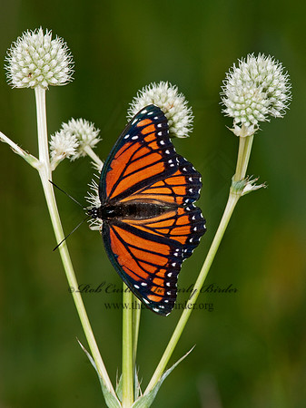 Limenitis archippus - Viceroy 3003190