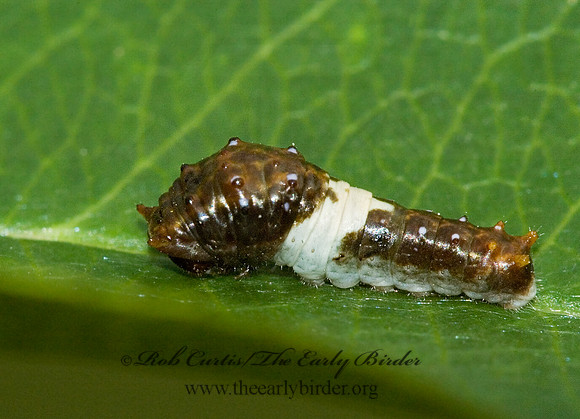 Limenitis archippus - Viceroy 5013310 larva