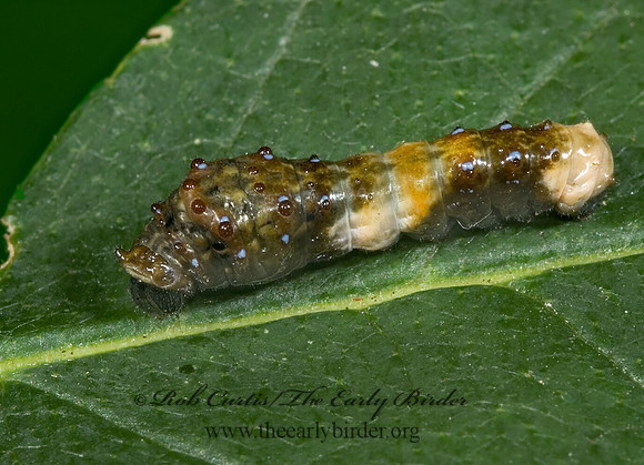 Limenitis archippus - Viceroy 5000948 larva