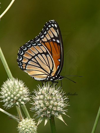 Limenitis archippus - Viceroy 3003261