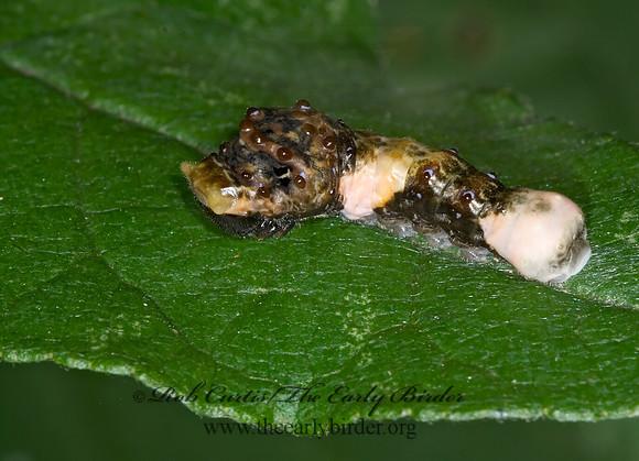 Limenitis archippus - Viceroy 6011411 larva