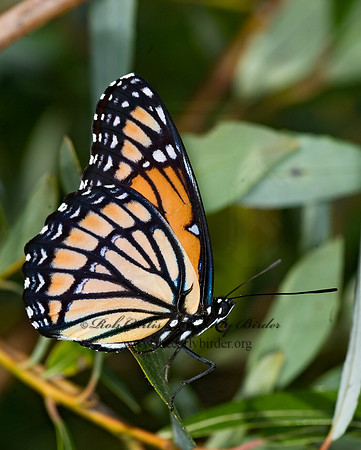 Limenitis archippus - Viceroy 6012086