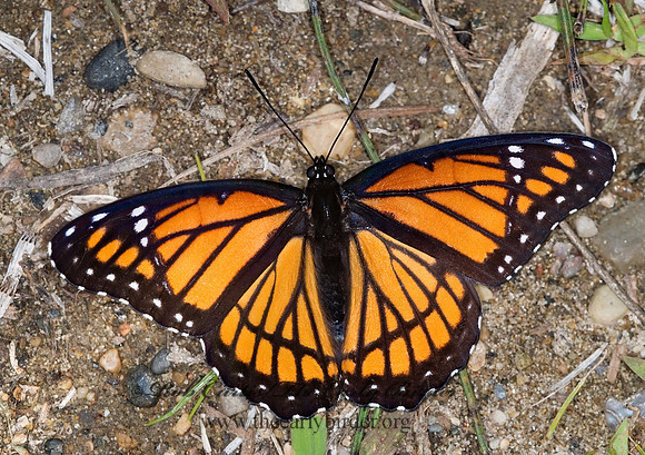 Limenitis archippus - Viceroy 6012082