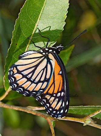 Limenitis archippus - Viceroy 6012093