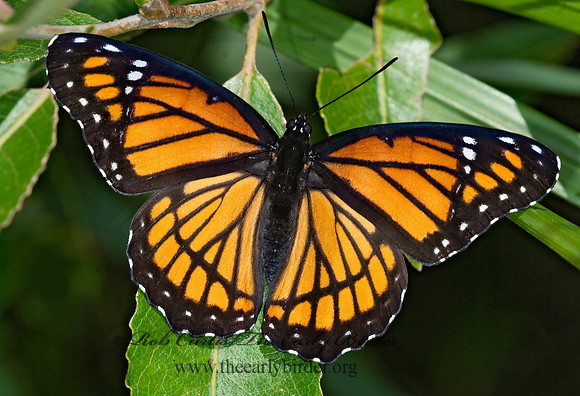 Limenitis archippus - Viceroy 6012088
