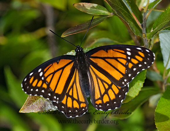 Limenitis archippus - Viceroy 6012094