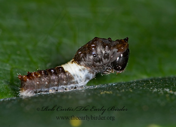 Limenitis archippus - Viceroy 6012421 larva