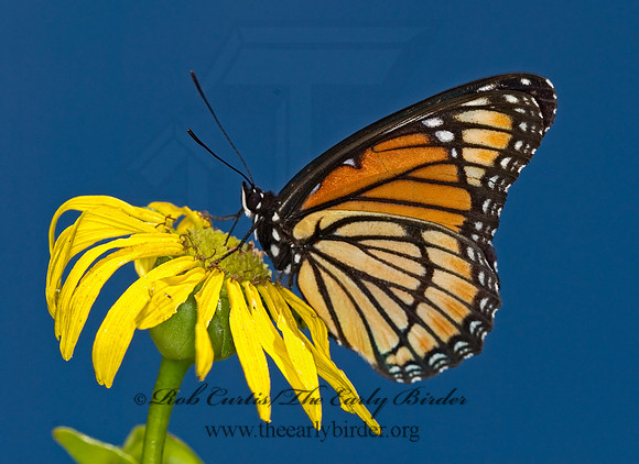 Limenitis archippus - Viceroy 6012467