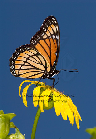 Limenitis archippus - Viceroy 6012477