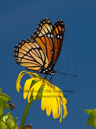 Limenitis archippus - Viceroy 6012475