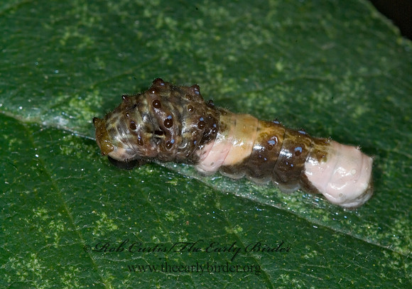 Limenitis archippus - Viceroy 6012837 larva