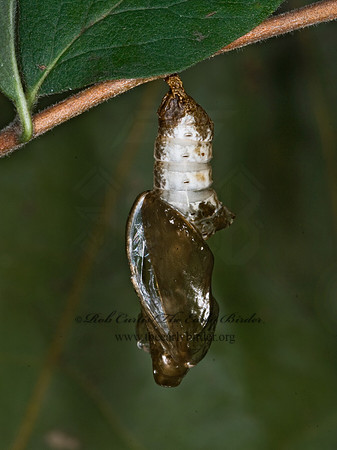 Limenitis archippus - Viceroy 6012839