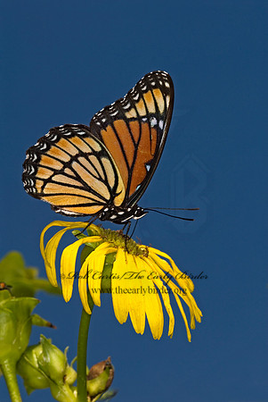 Limenitis archippus - Viceroy 6012479