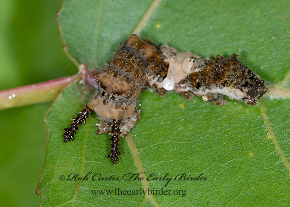 Limenitis archippus - Viceroy 6013407 larva