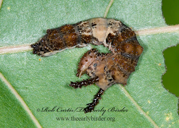 Limenitis archippus - Viceroy 6013417 larva
