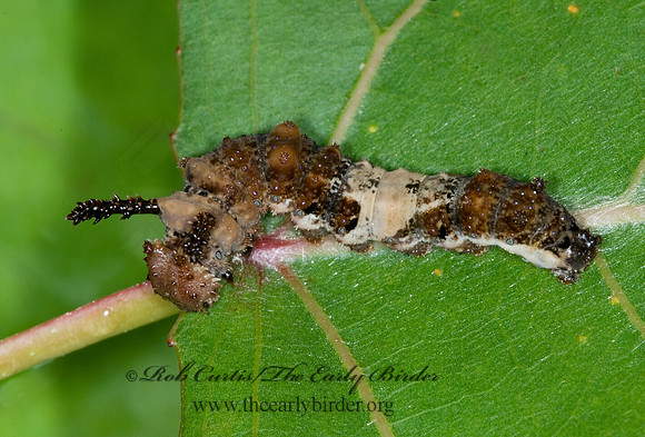Limenitis archippus - Viceroy 6013412 larva