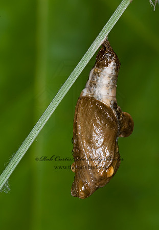 Limenitis archippus - Viceroy 6013431 pupa