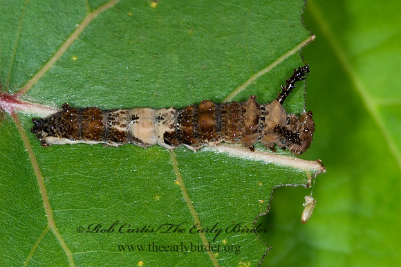 Limenitis archippus - Viceroy 6013413 larva