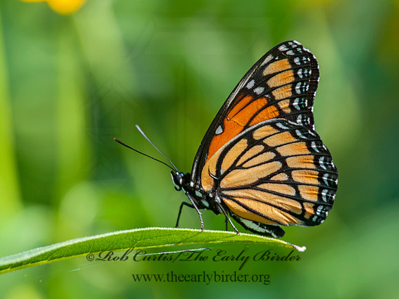 Limenitis archippus - Viceroy 8028941