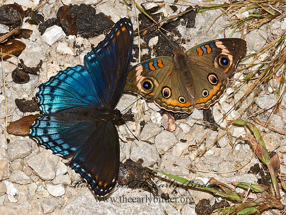 Limenitis arthemis astanax  RED-SPOTTED PURPLE 9052048