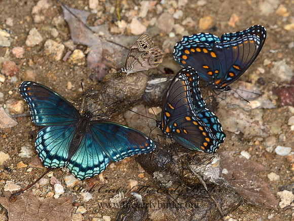 Limenitis arthemis astanax  RED-SPOTTED PURPLE 9051852