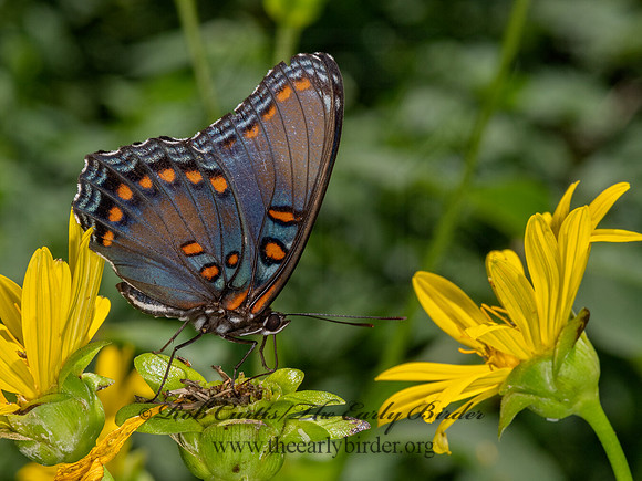 Limenitis arthemis astanax  RED-SPOTTED PURPLE 3022600