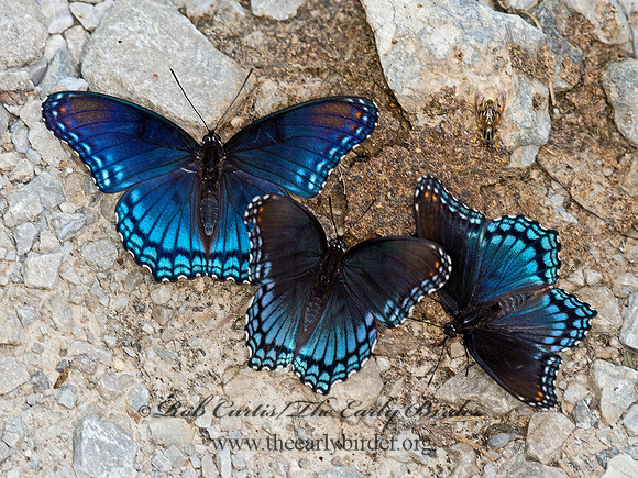 Limenitis arthemis astanax  RED-SPOTTED PURPLE 9051808