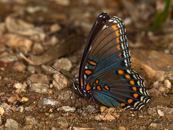 Limenitis arthemis astanax  RED-SPOTTED PURPLE 9051870