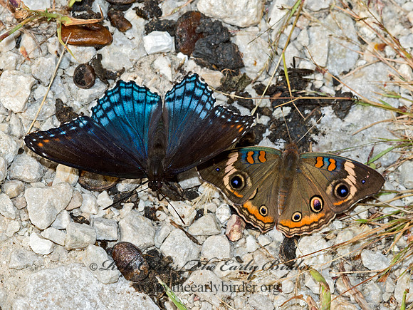 Limenitis arthemis astanax  RED-SPOTTED PURPLE 9052051