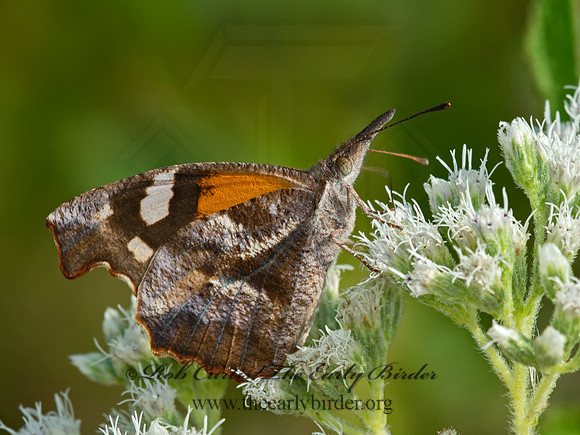 Libytheana carinenta  AMERICAN SNOUT BUTTERFLY 9061786