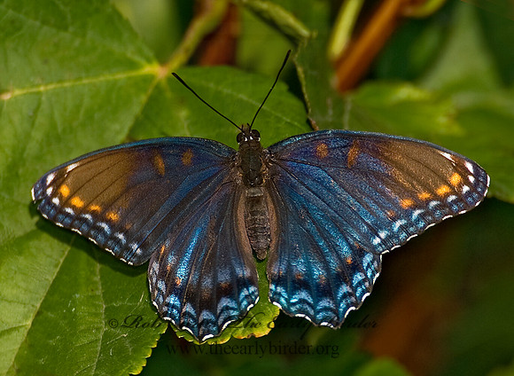 Limenitis arthemis astanax - Red-spotted Purple 7012555