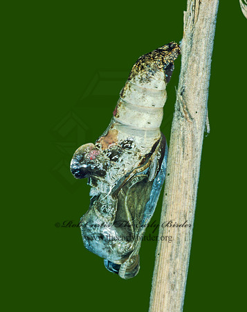 Limenitis arthemis astanax - Red-spotted Purple 154823
