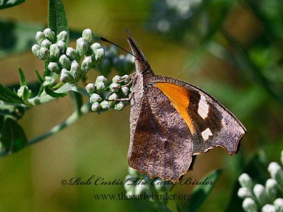 Libytheana carinenta  SNOUT BUTTERFLY 9064146