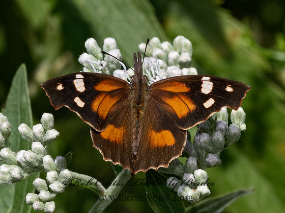 Libytheana carinenta  SNOUT BUTTERFLY 9064313