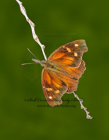 Libytheana carinenta - American Snout Butterfly 53326