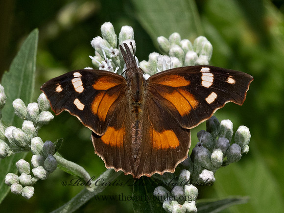 Libytheana carinenta  SNOUT BUTTERFLY 9064315