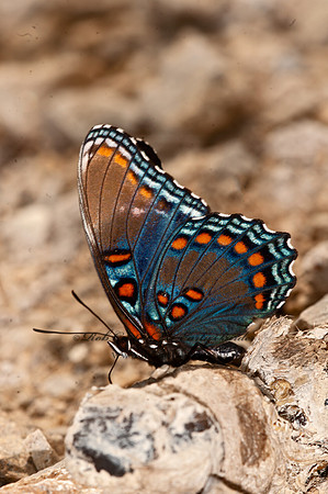 Limenitis arthemis astanax - Red-spotted Purple 8016718