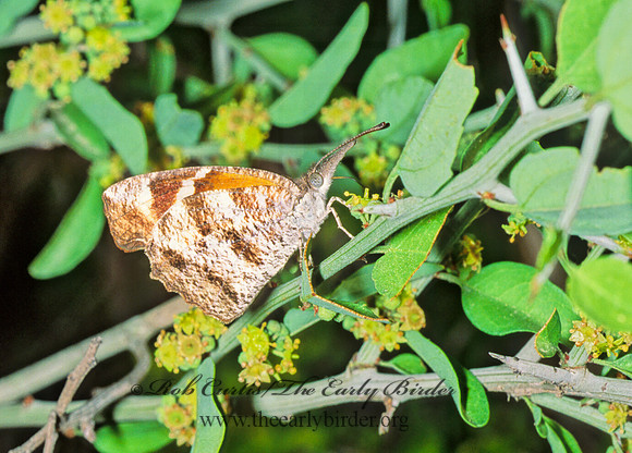 Libytheana carinenta - American Snout Butterfly 53327